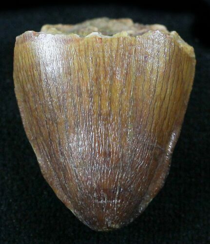 Cretaceous Fossil Crocodile Tooth - Morocco #26302